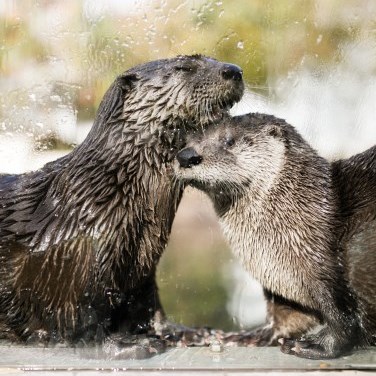two North American River Otters standing together