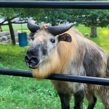 a Sichuan Takin standing by the fence