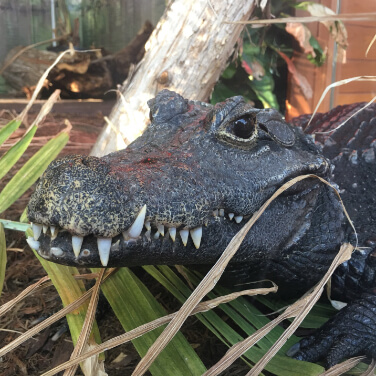 a dwarf crocodile peeking through the grass