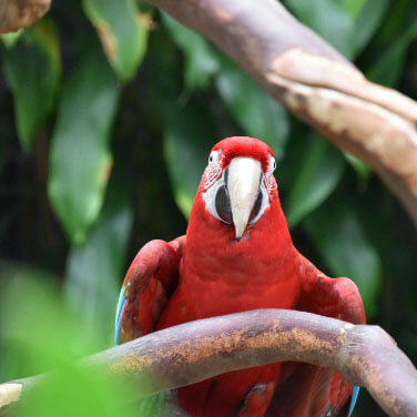 a Macaw