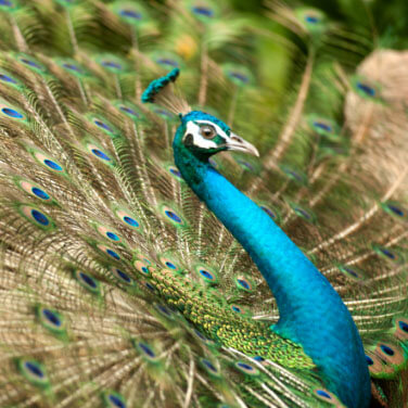 a Peacock displaying its feathers
