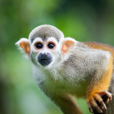 a Squirrel Monkey