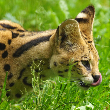a serval cat licking his mouth
