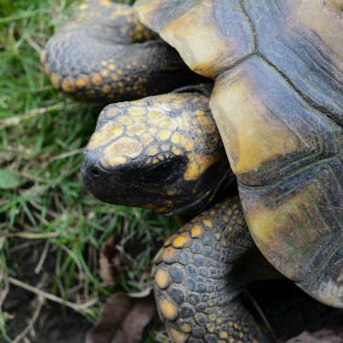 a Yellow-footed Tortoise