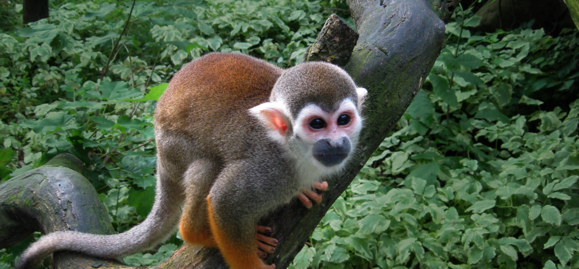 Monkey