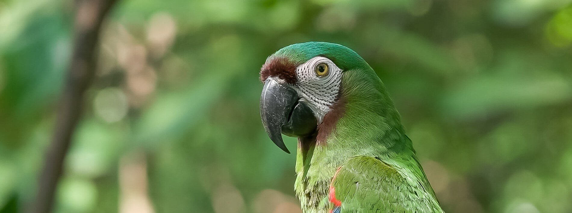 chestnut fronted macaw