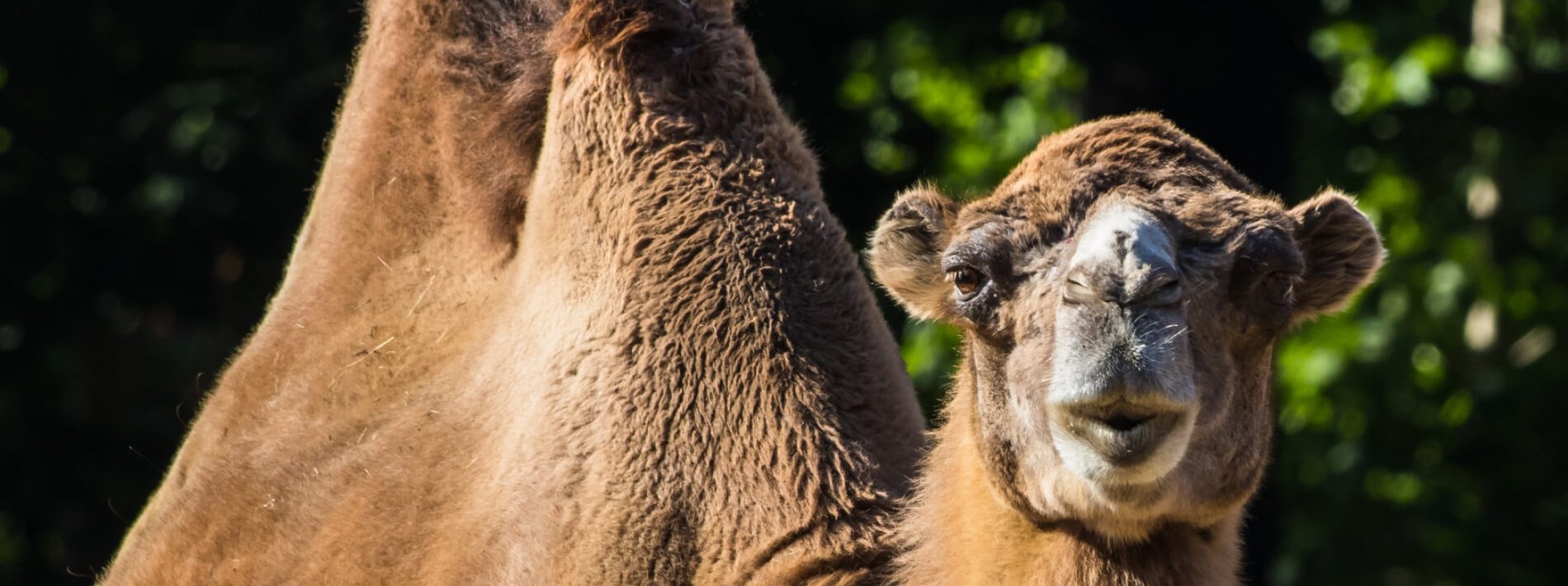 Bactrian camel