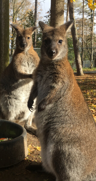 Two Kangaroos Standing