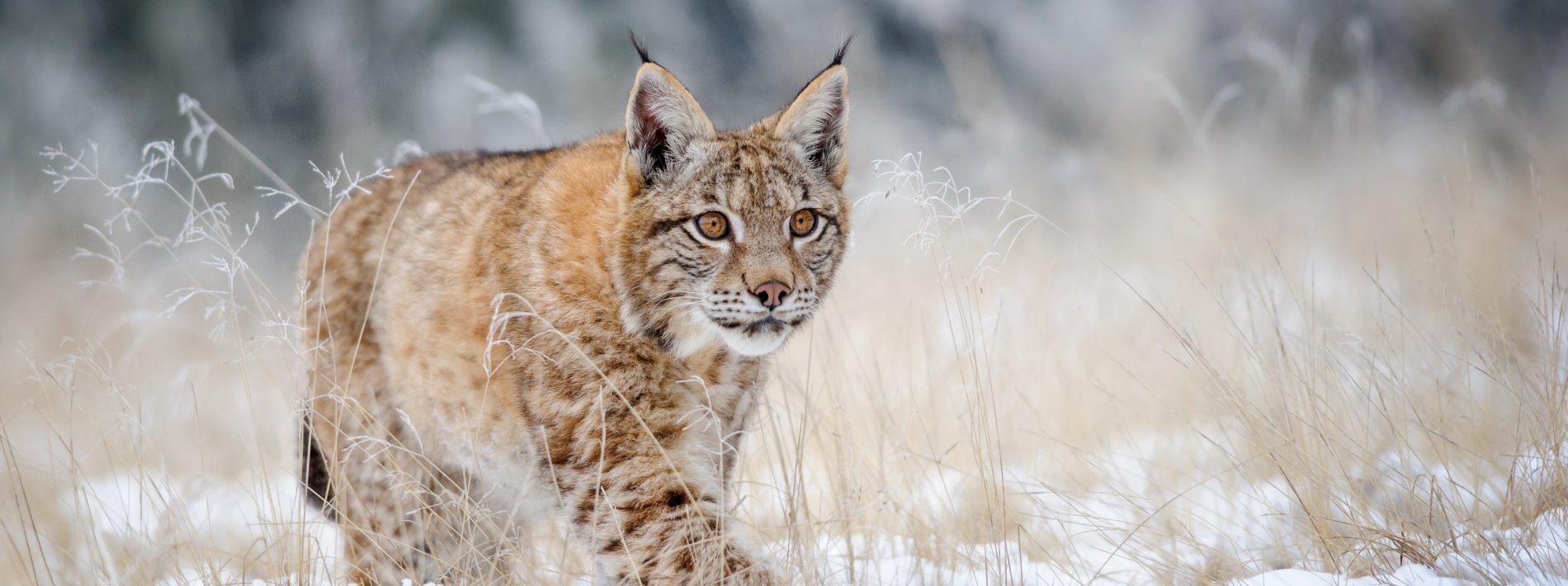 a lynx in snow