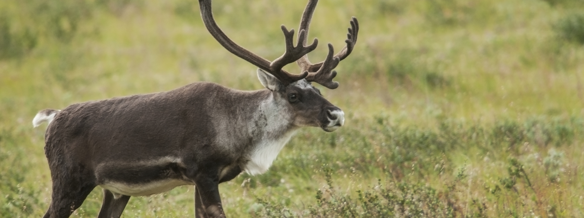 reindeer with grass