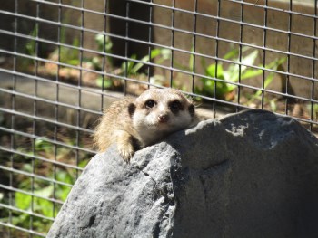 meerkat laying outside on a rock