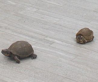 Two Turtles Treking across the classroom