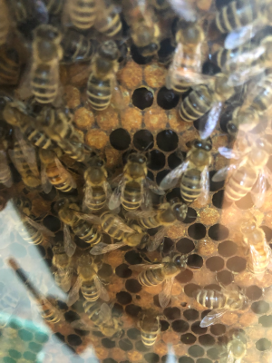 swarm of bees on a honey comb