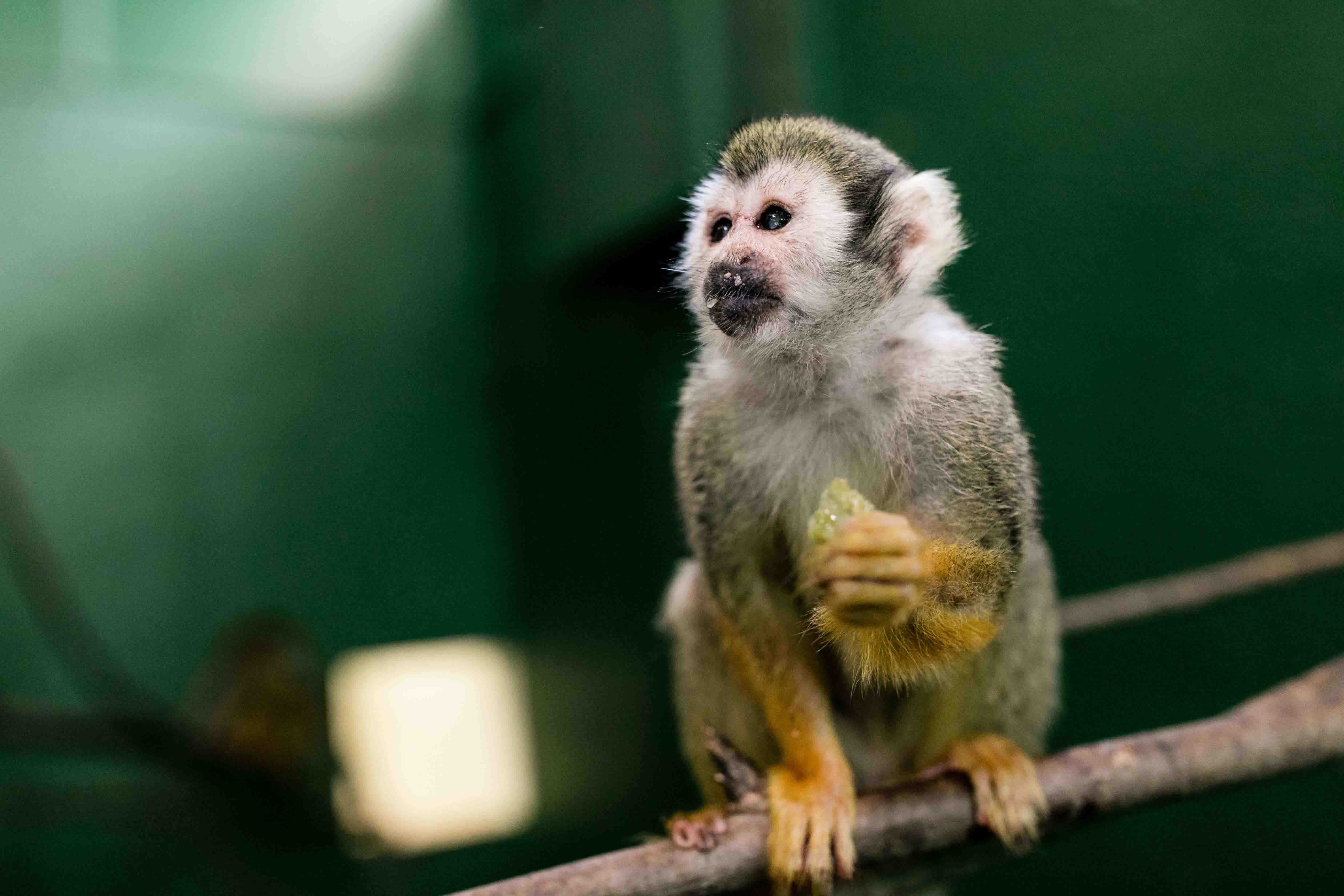 monkey on a branch