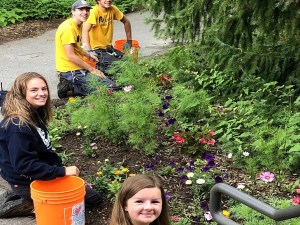 Planting native species in the garden