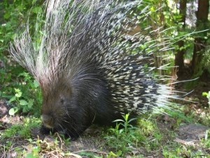 African Crested Porcupine