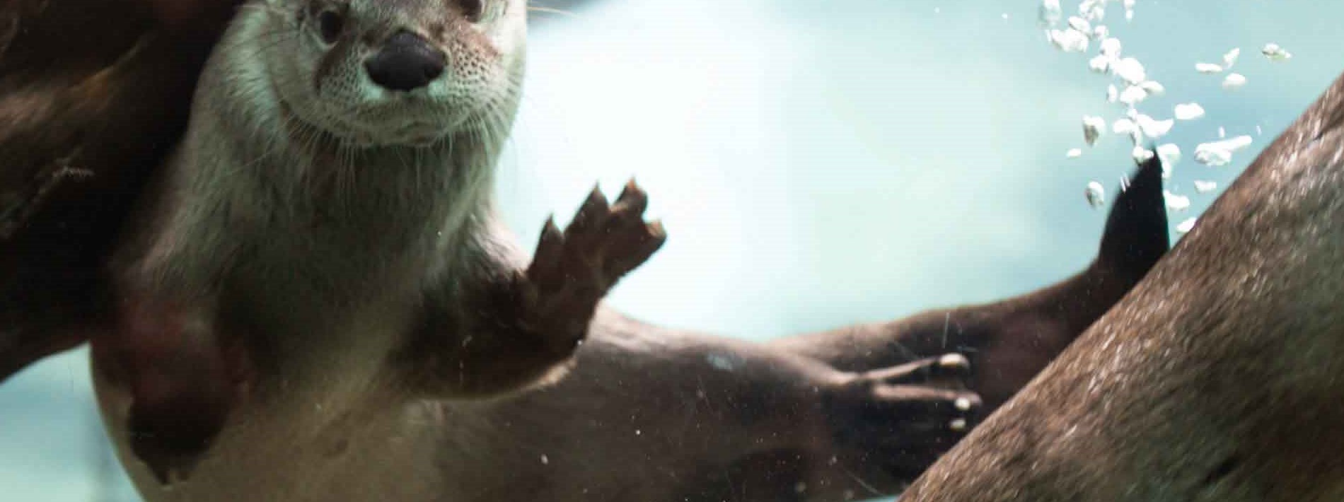 River otters swimming up close