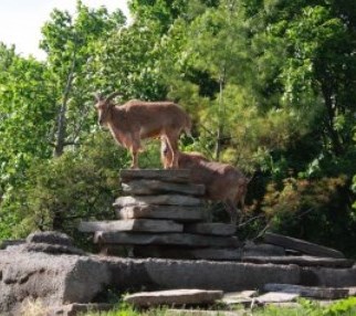 barbary sheep on rocks Barbary sheep