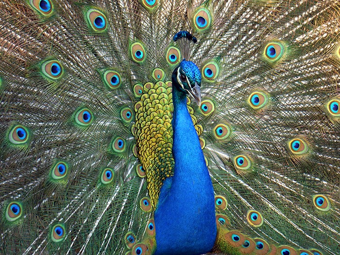 Peafowl 