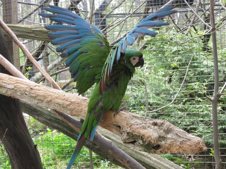 Chestnut fronted Macaw