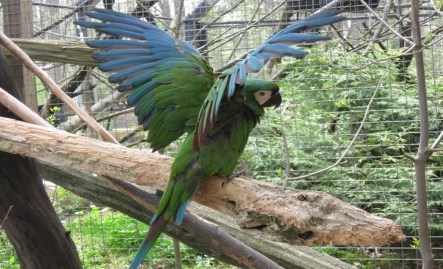 blue and green macaw