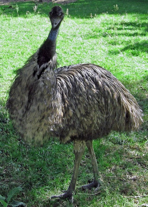 Emu