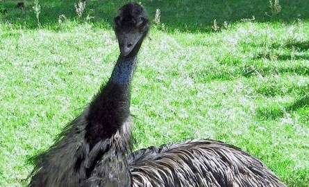 large bird with long blue feather neck black beaked 