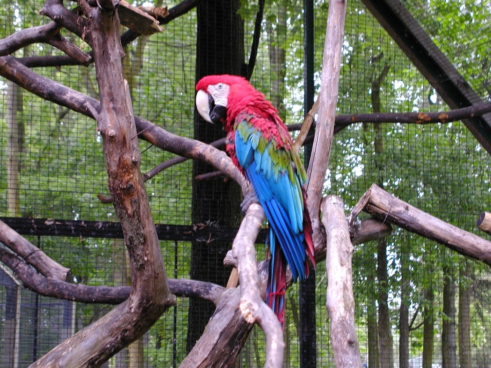 Green winged macaw