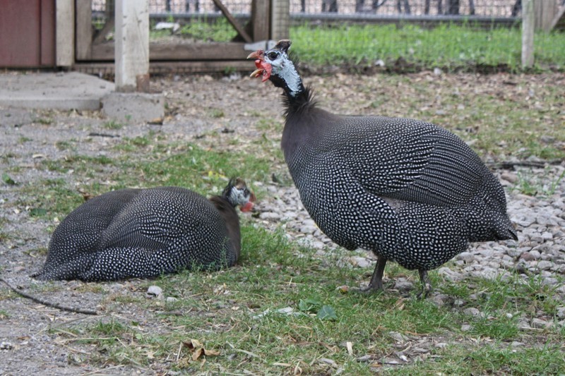 Helmeted Guinea Fowl Helmeted Guinea Fowl