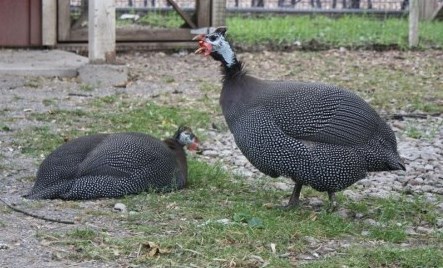 Helmeted Guinea Fowl