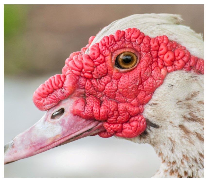 Close up the face of a Muscovy Duck