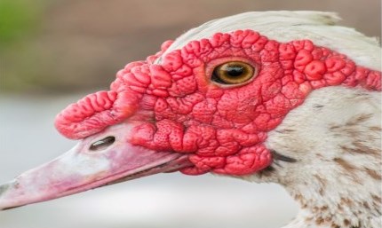 Close up the face of a Muscovy Duck
