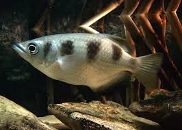 Banded Archerfish small white banded fish