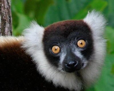 face of lemur black and white ruffed lemur