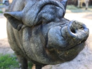 Large, black pot-belled pig snout grinning