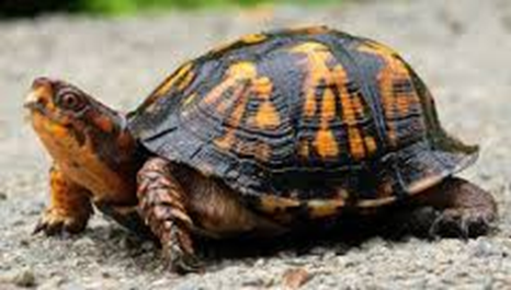 small brown and gold turtle