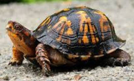 small turtle with domed gold and black shell