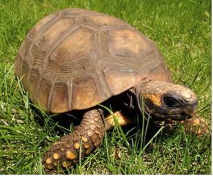 Yellow-footed Tortoise yellow-footed tortoise