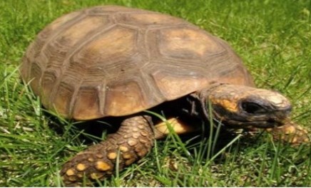 yellow-footed tortoise