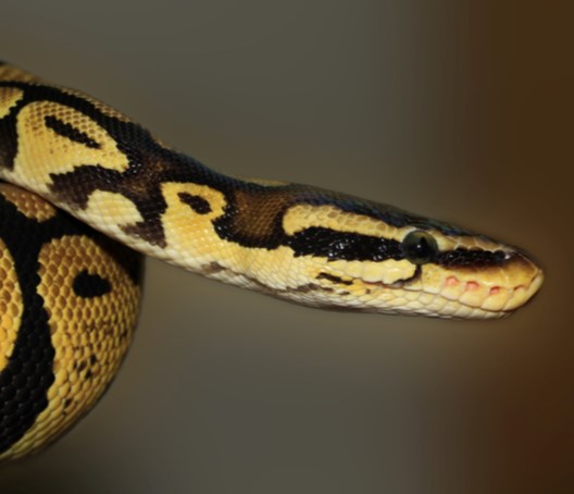 Ball Python