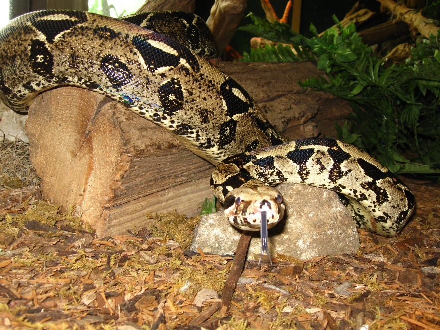 Boa Constrictor