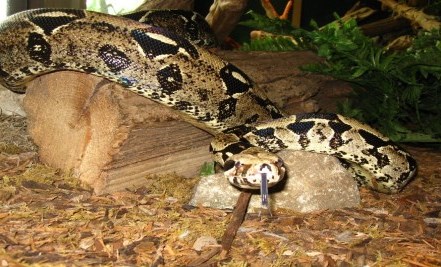 large snake with black diamond spots