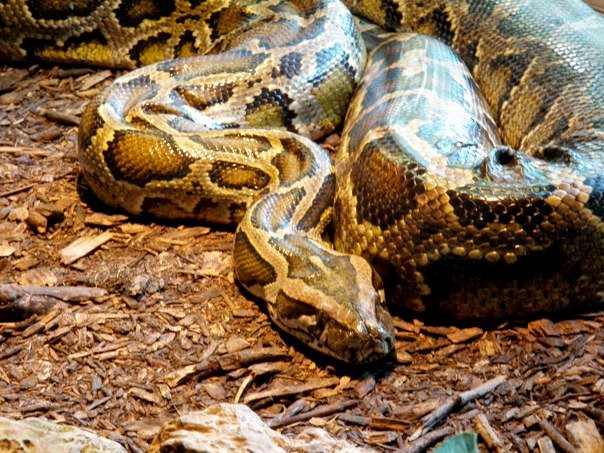 Burmese Python