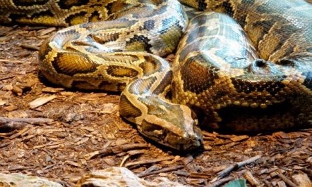 light coloured snake with brown blothes