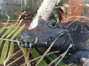 dwarf crocodile close up in exhibit