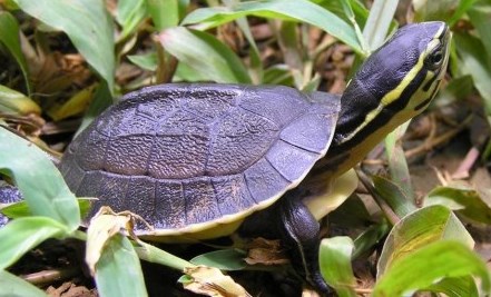 small turtle with black and gold head and black shell