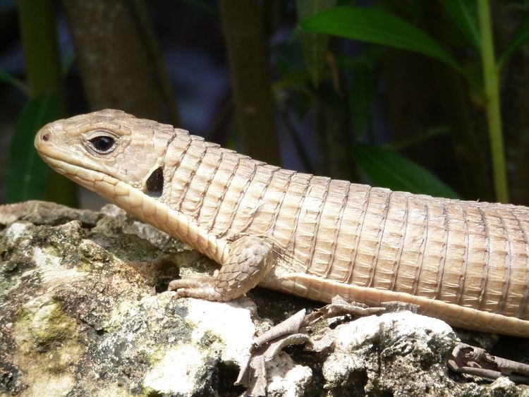 Plated Lizard light brown lizard