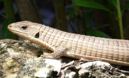 light brown lizard