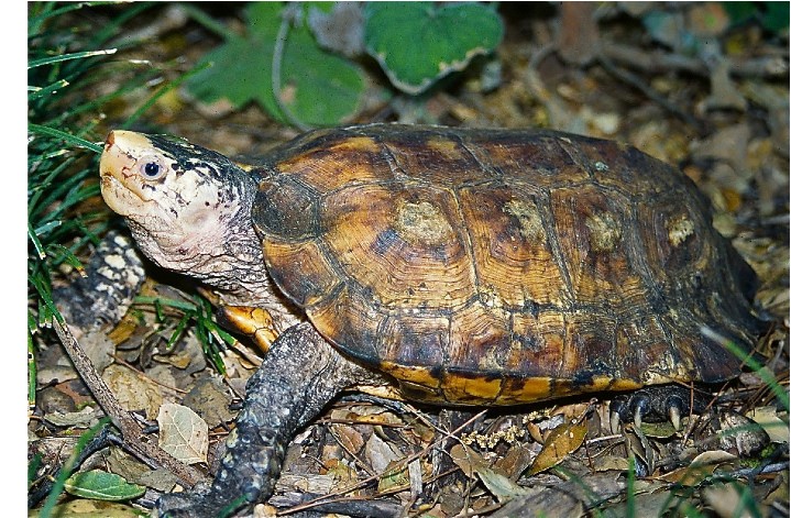 small brown gold turtle