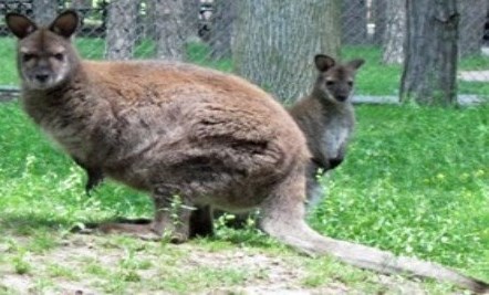 Red necked wallaby